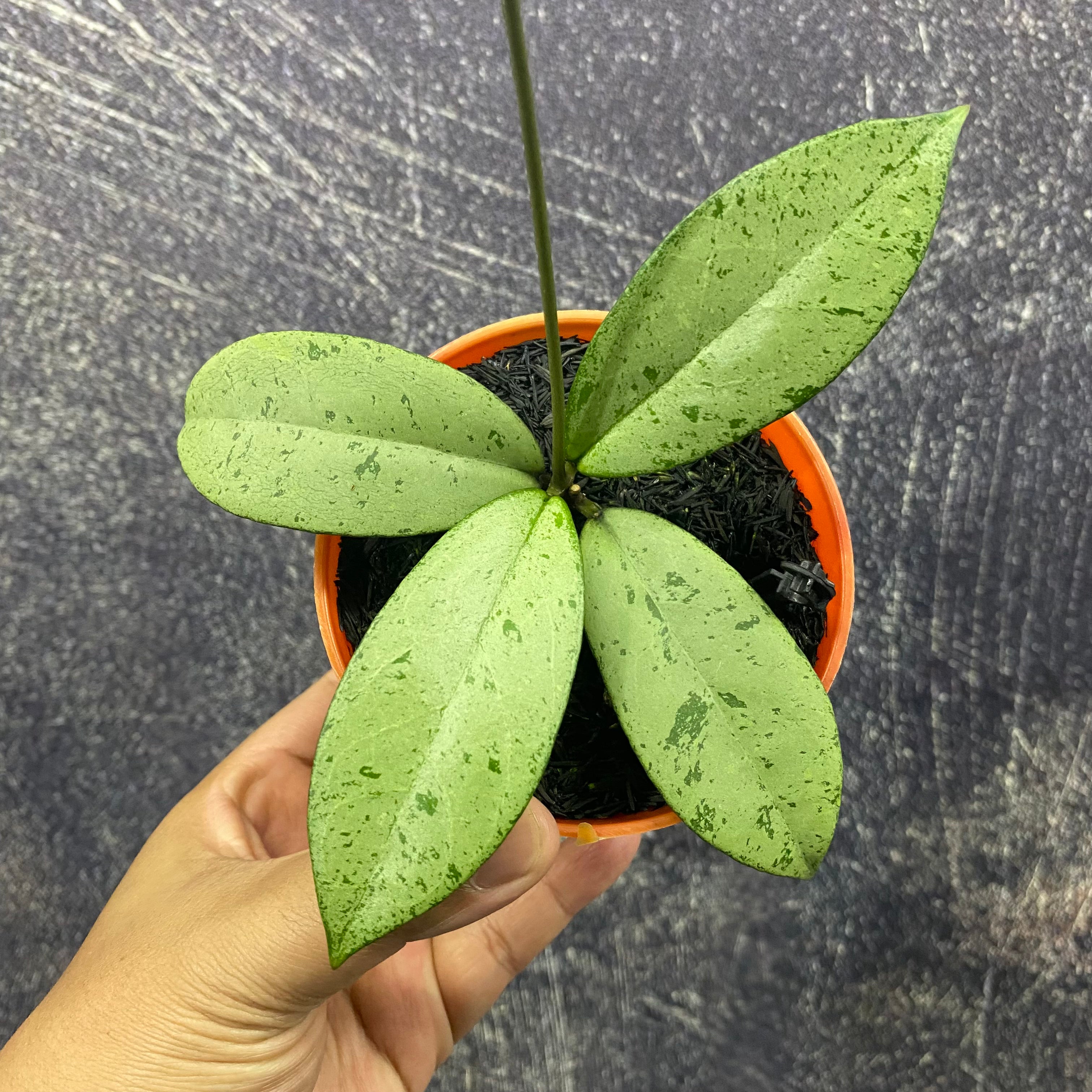 Hoya Blizzard