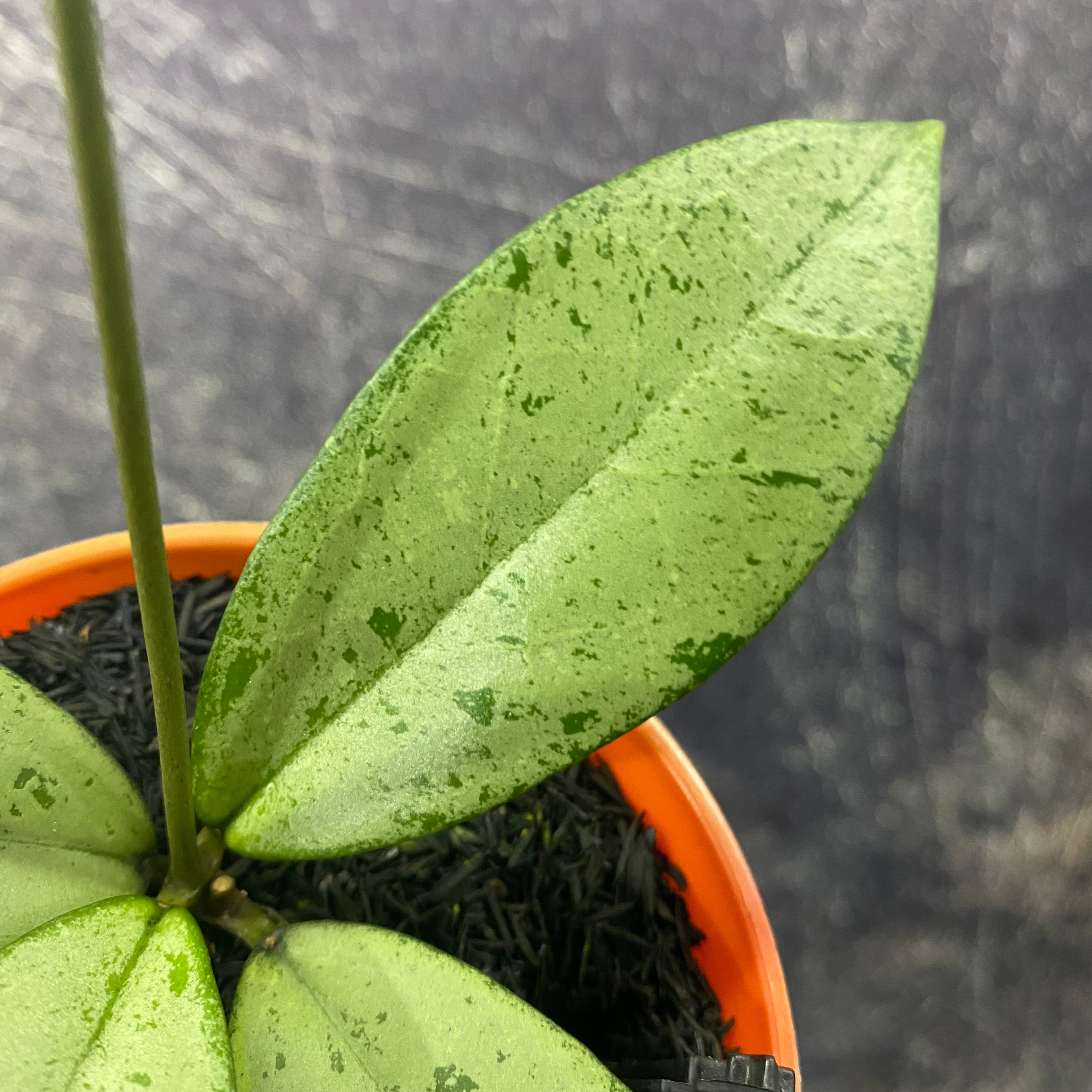 Hoya Blizzard