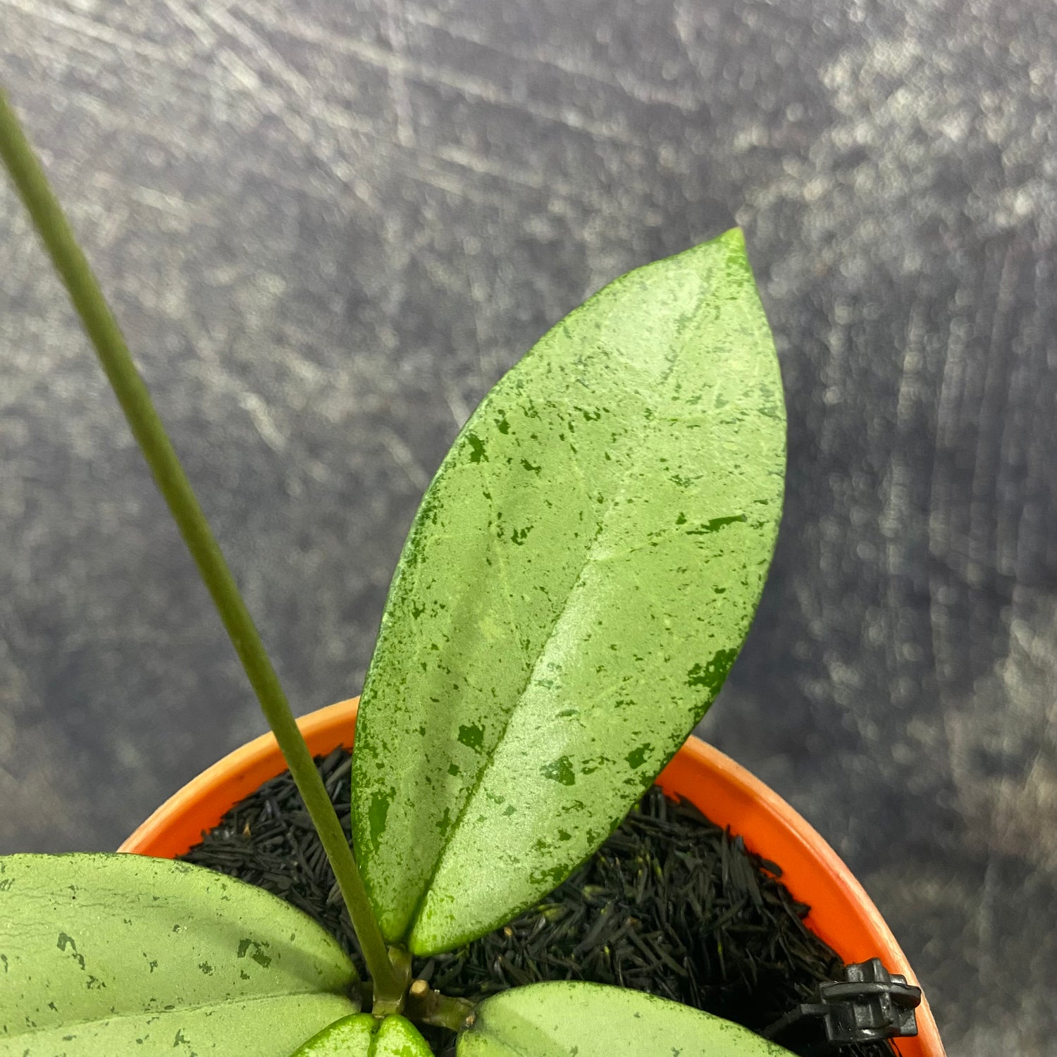 Hoya Blizzard