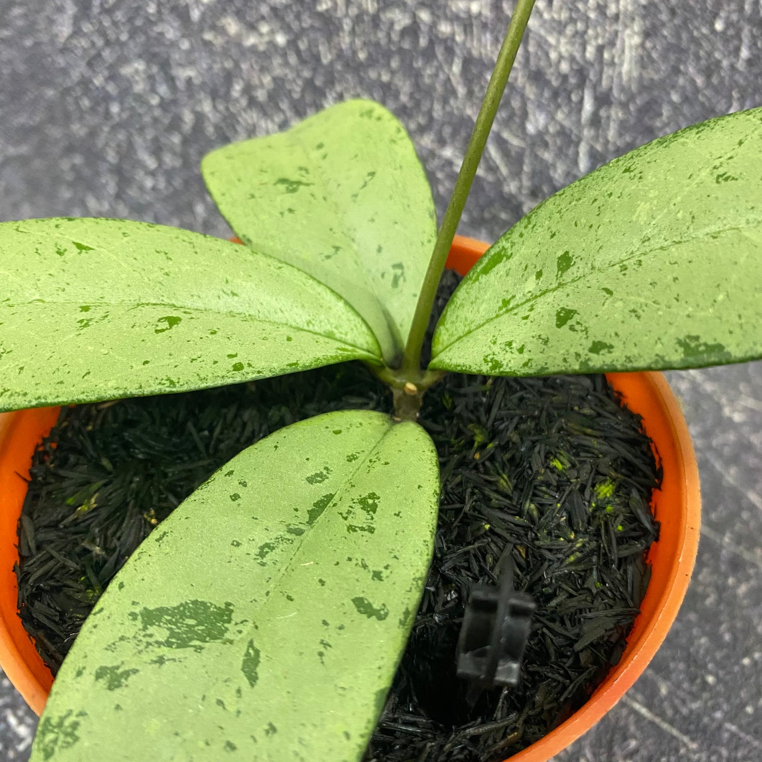Hoya Blizzard