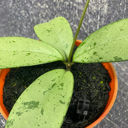Hoya Blizzard
