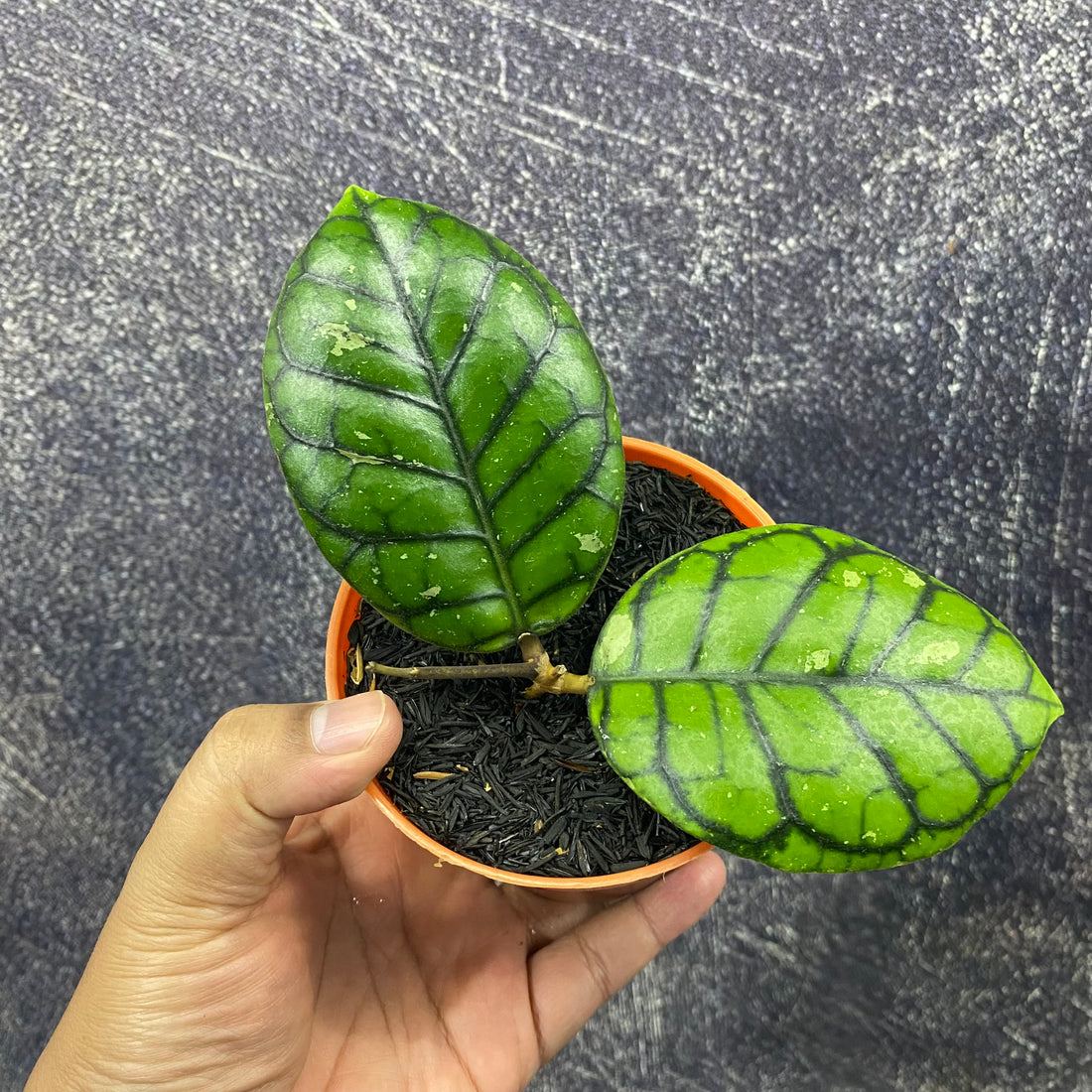 Hoya Callistophylla Chibi
