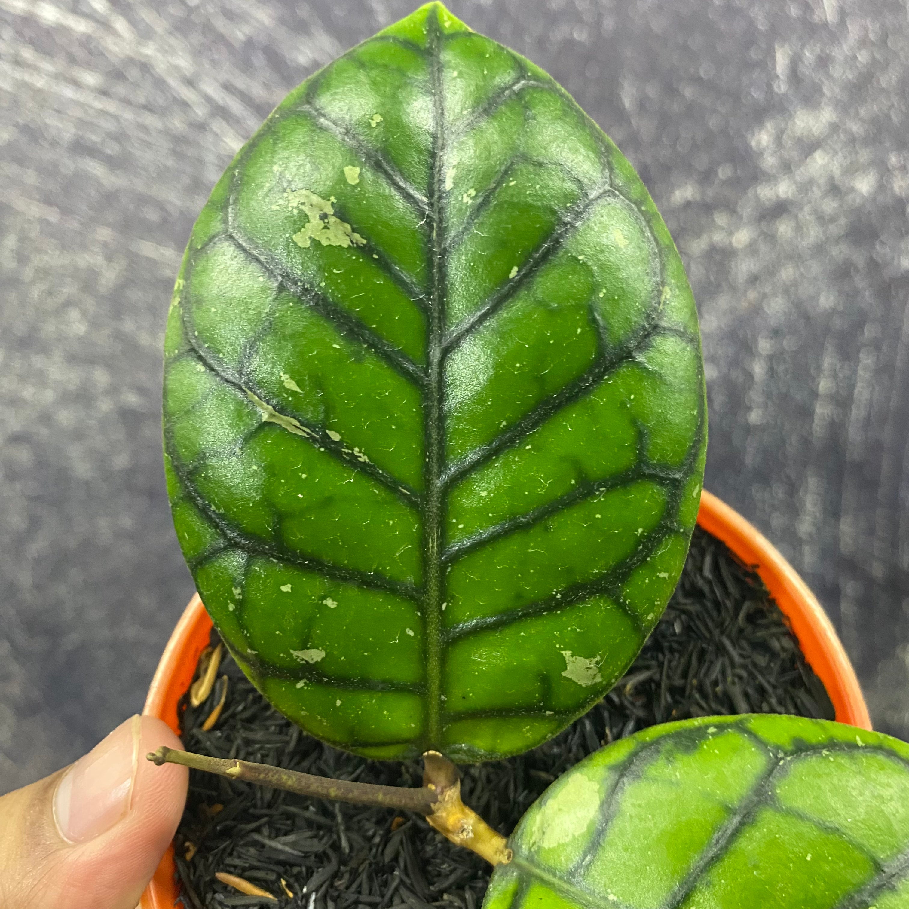 Hoya Callistophylla Chibi