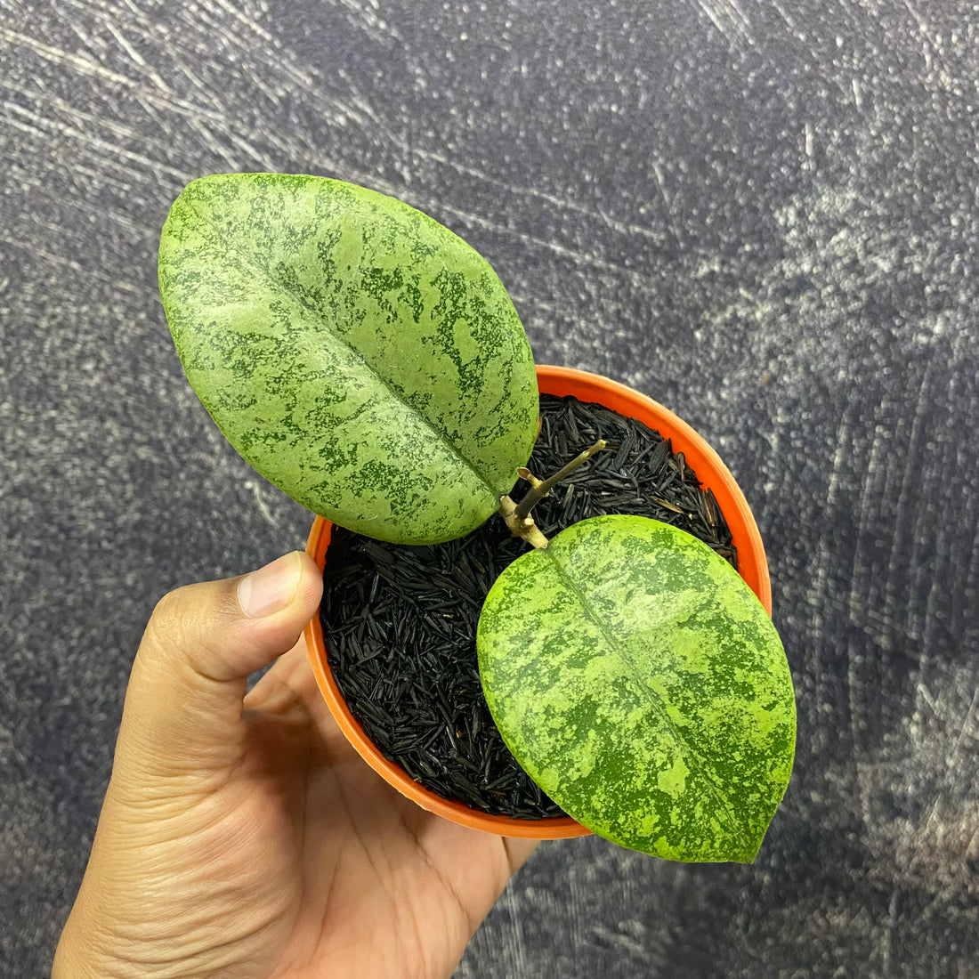 Hoya Callistophylla Silver