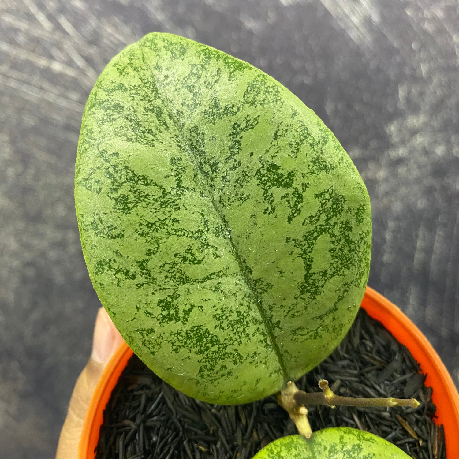 Hoya Callistophylla Silver
