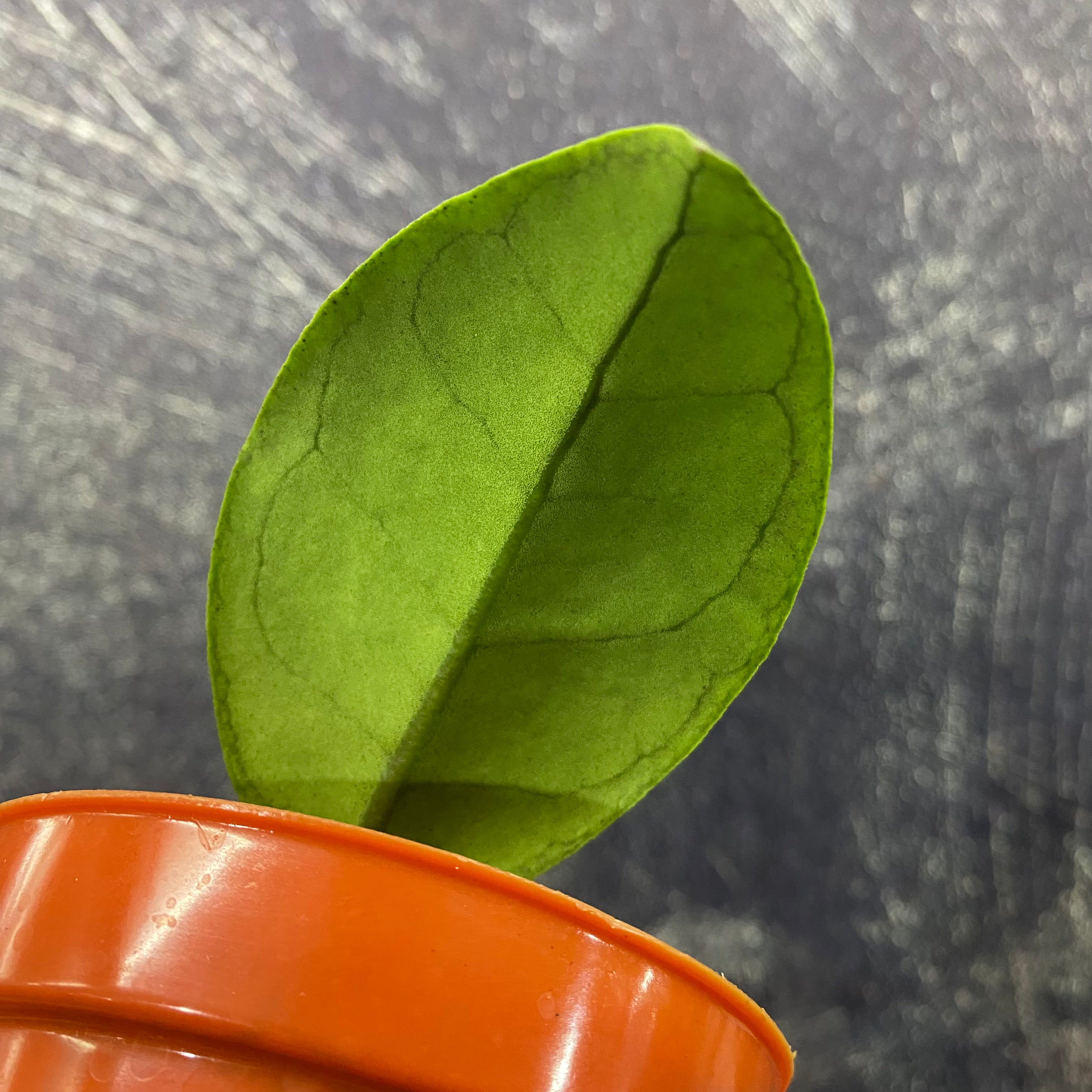 Hoya Callistophylla Silver