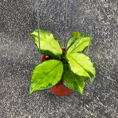 Hoya Carnosa Freckles Variegated