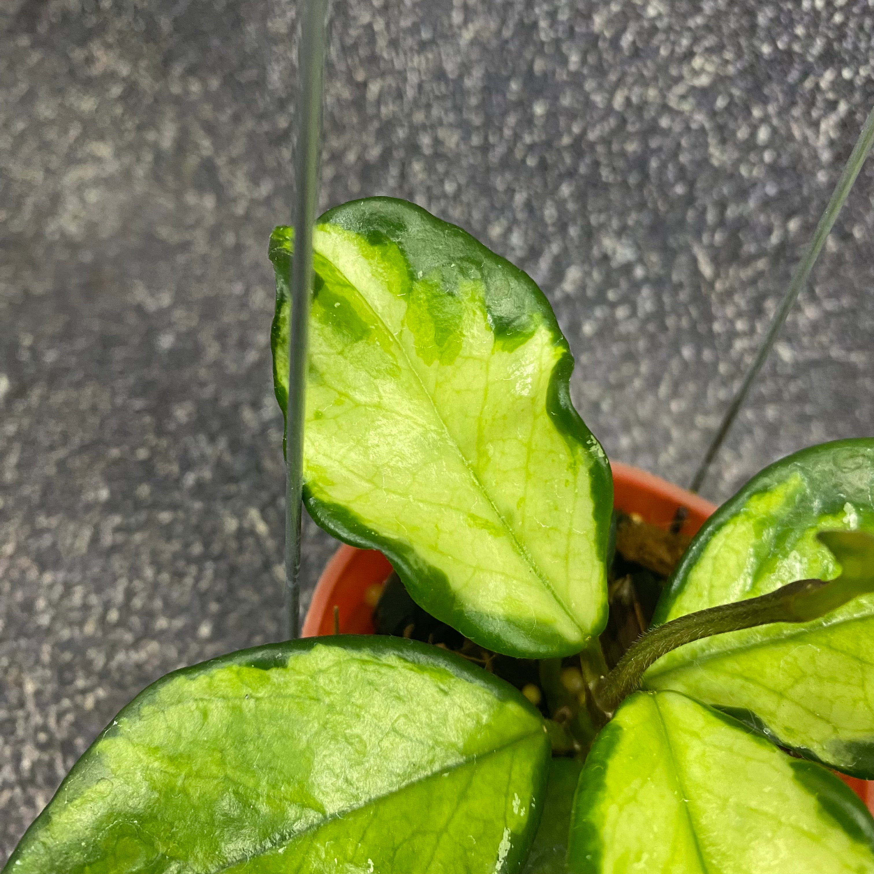 Hoya Carnosa Freckles Variegated