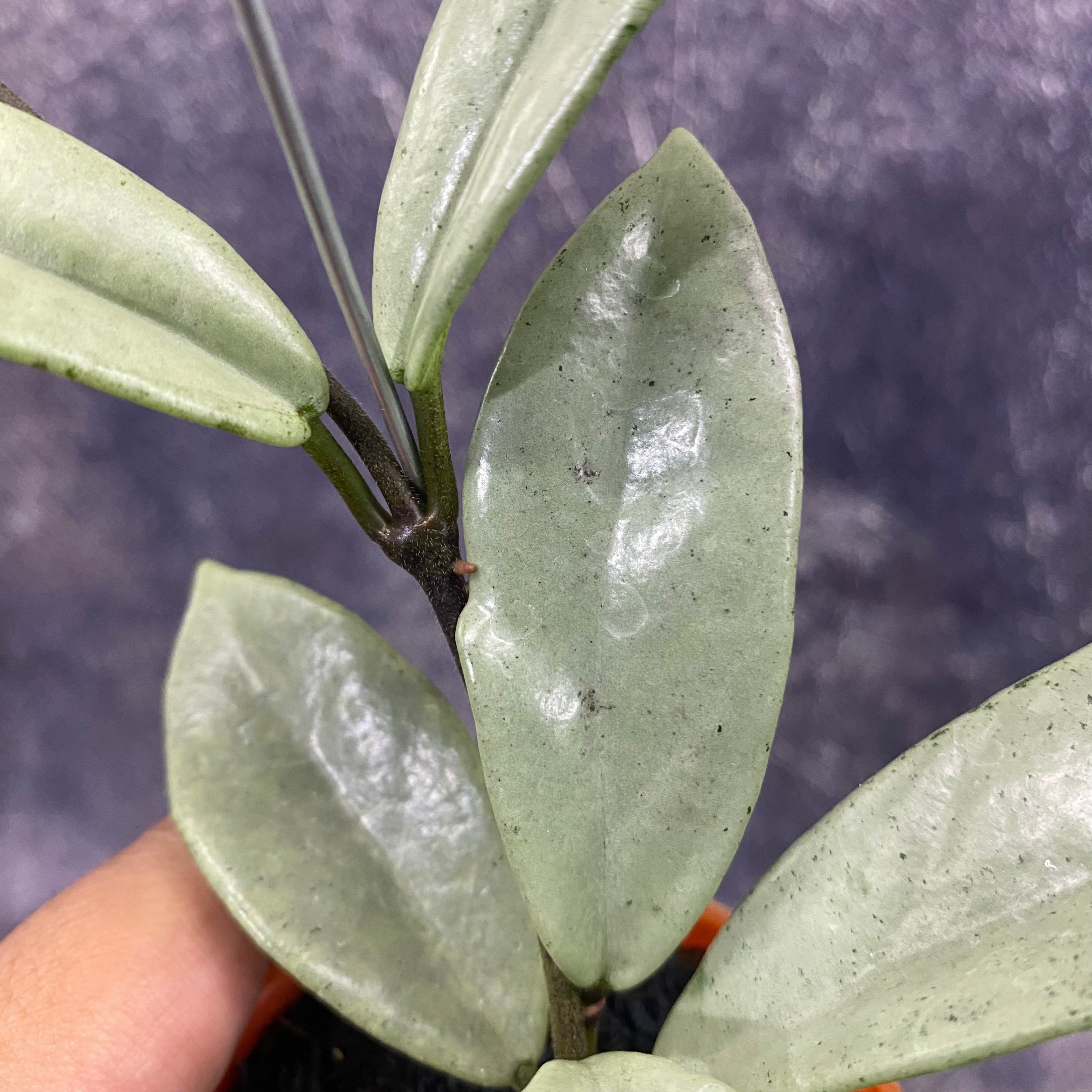 Hoya Carnosa Wilbur Graves Silver