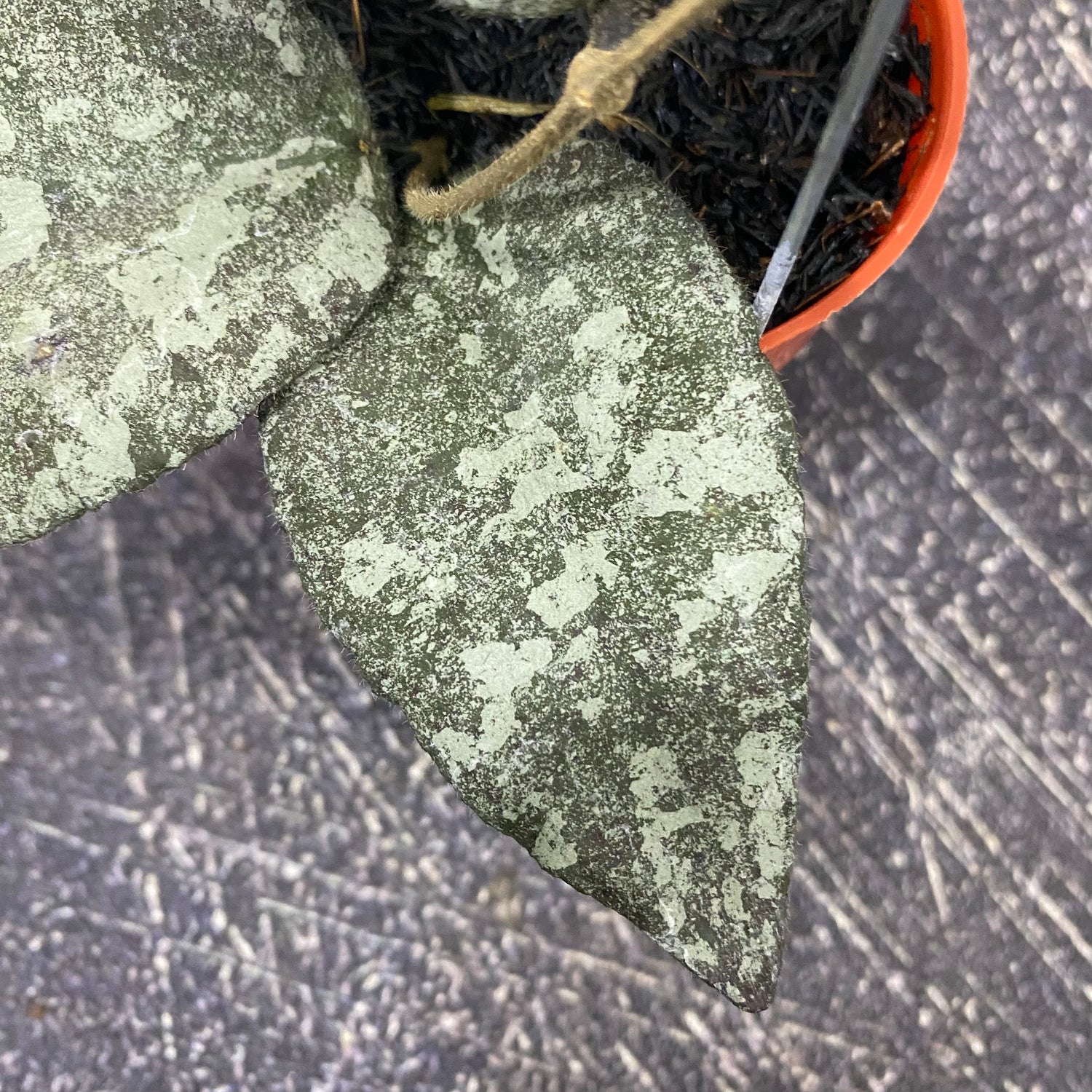 Hoya Caudata Leopard