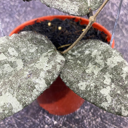 Hoya Caudata Leopard
