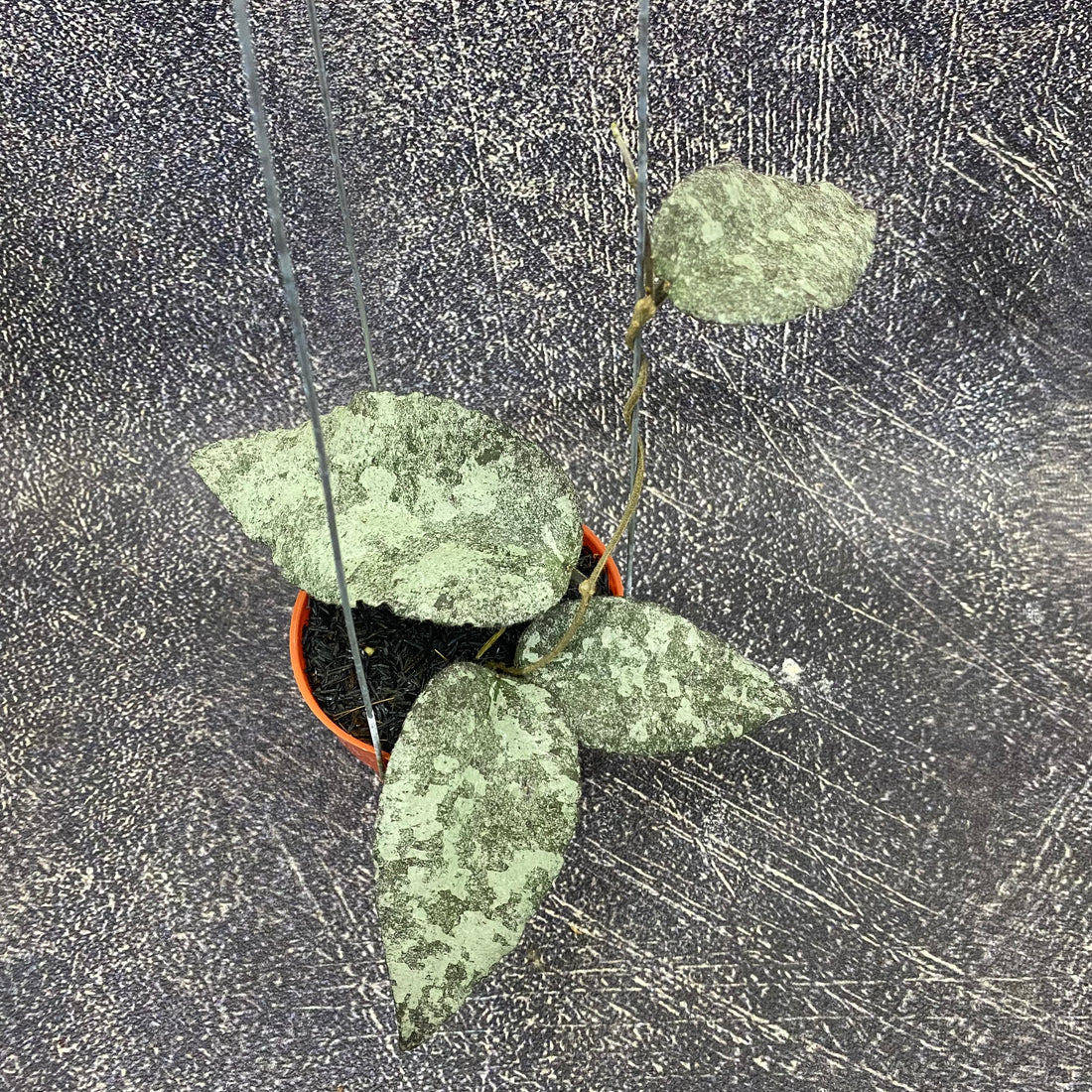 Hoya Caudata Leopard