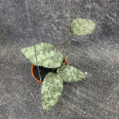 Hoya Caudata Leopard