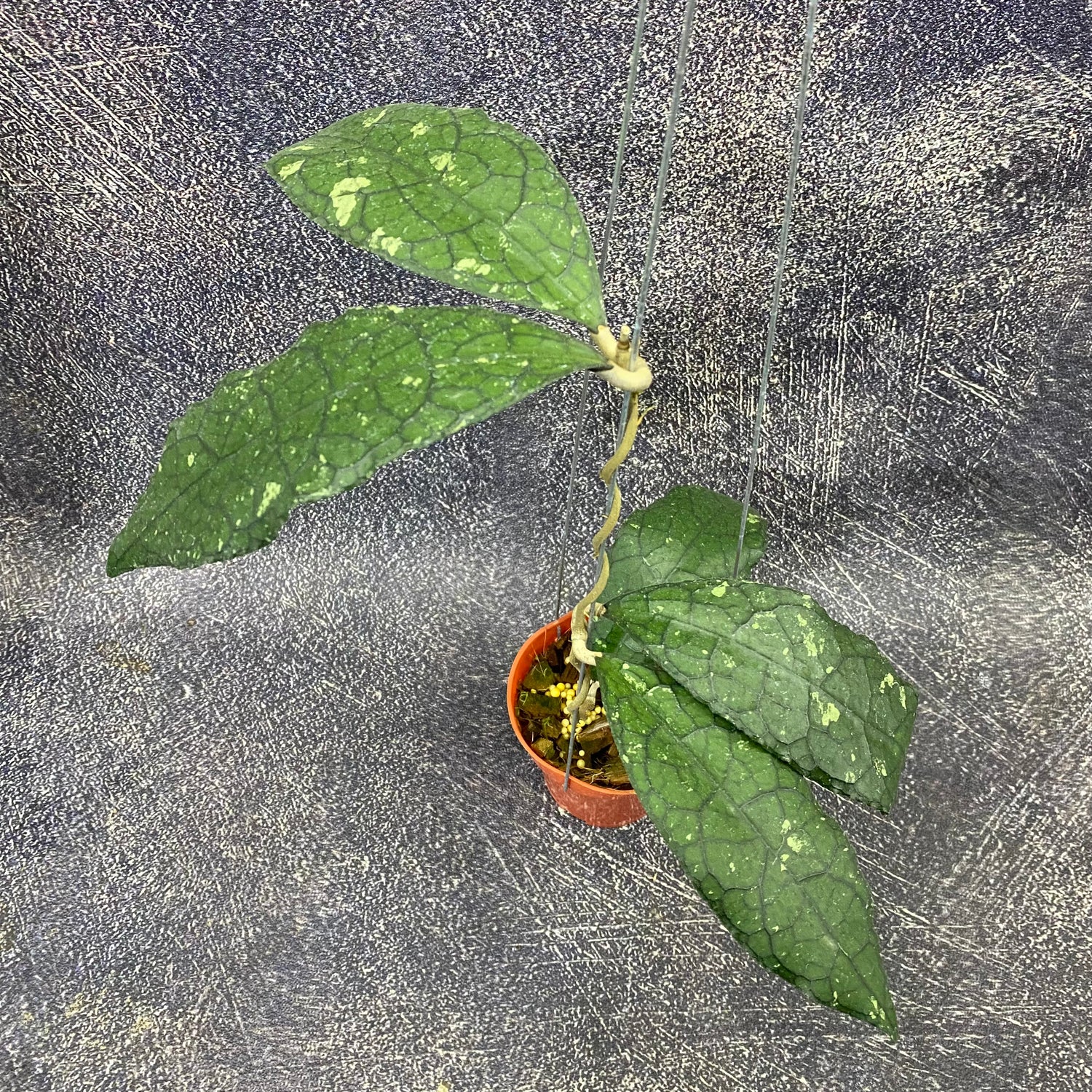 Hoya Clemensiorum Jurassica