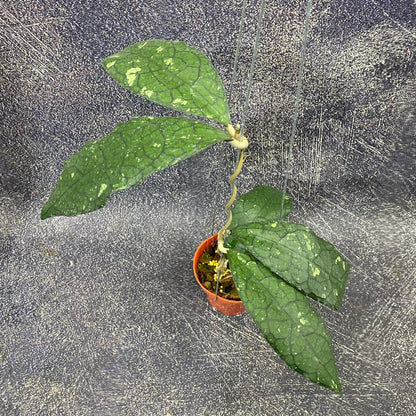 Hoya Clemensiorum Jurassica