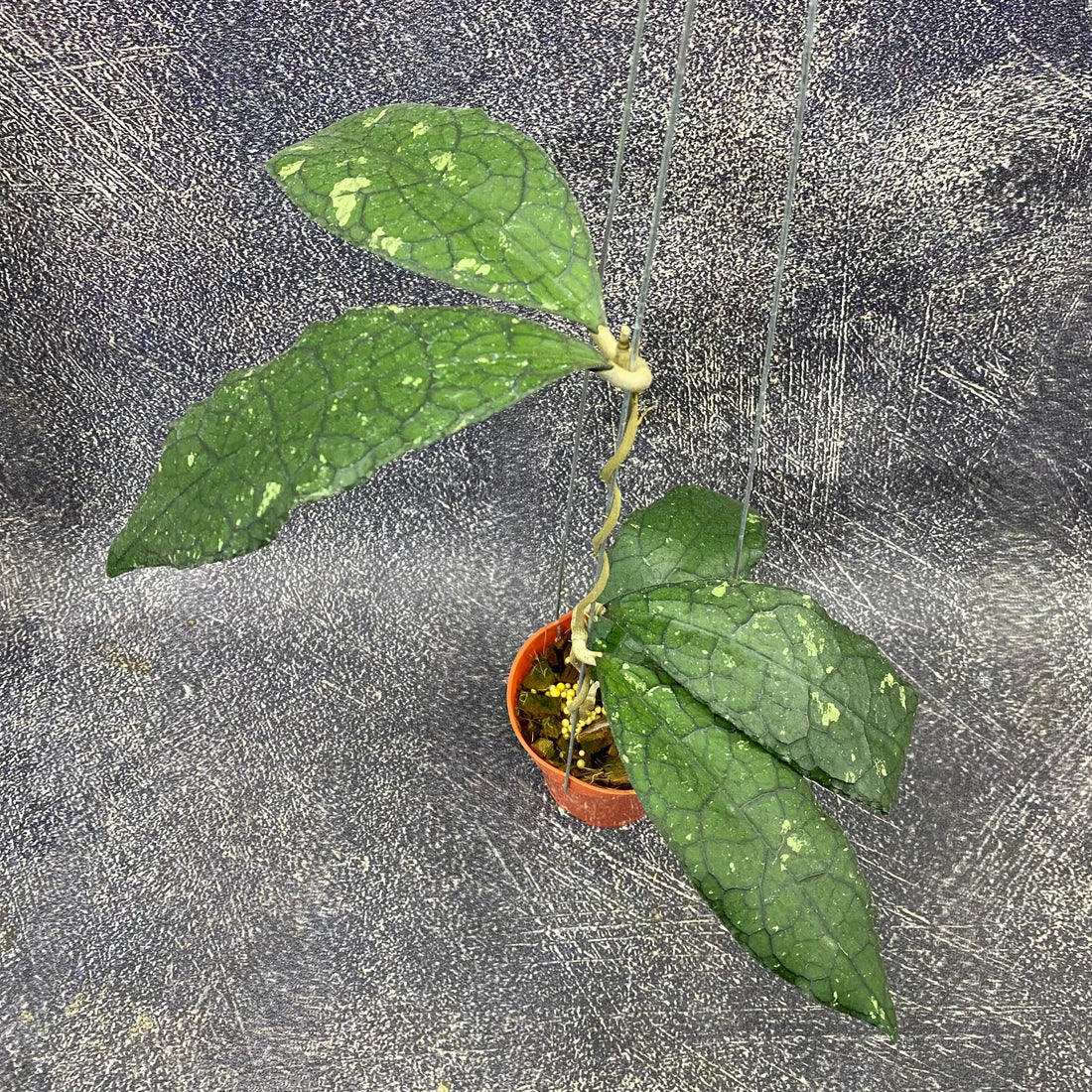 🎁 Hoya Clemensiorum Jurassica (100% off)