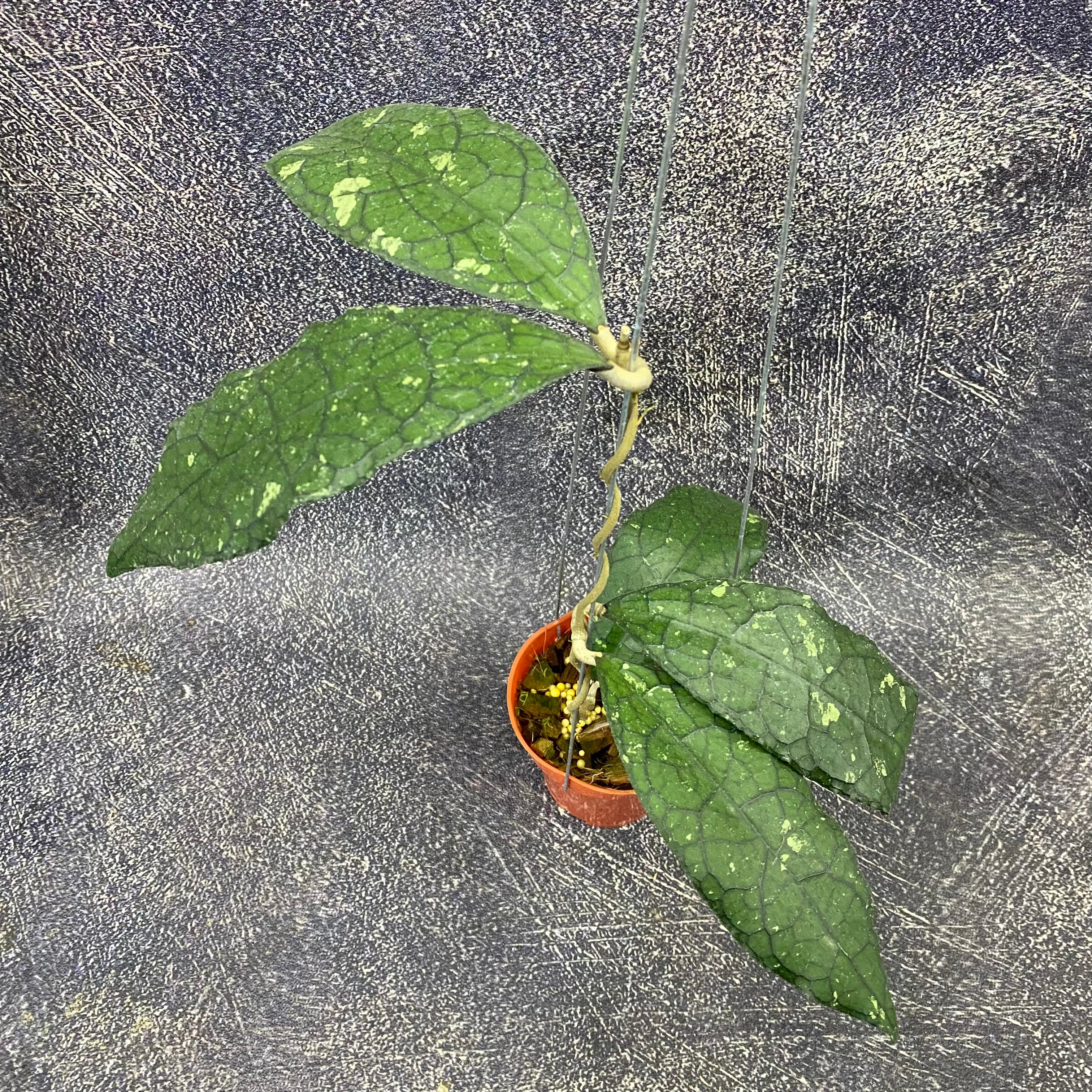 🎁 Hoya Clemensiorum Jurassica (100% off)