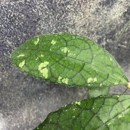 Hoya Clemensiorum Jurassica