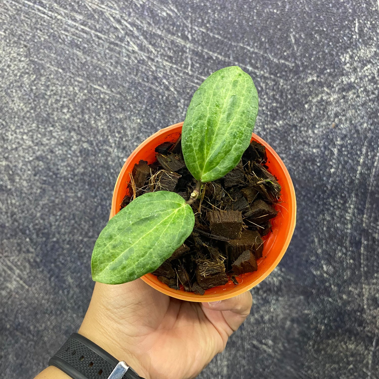 Hoya Crocodile