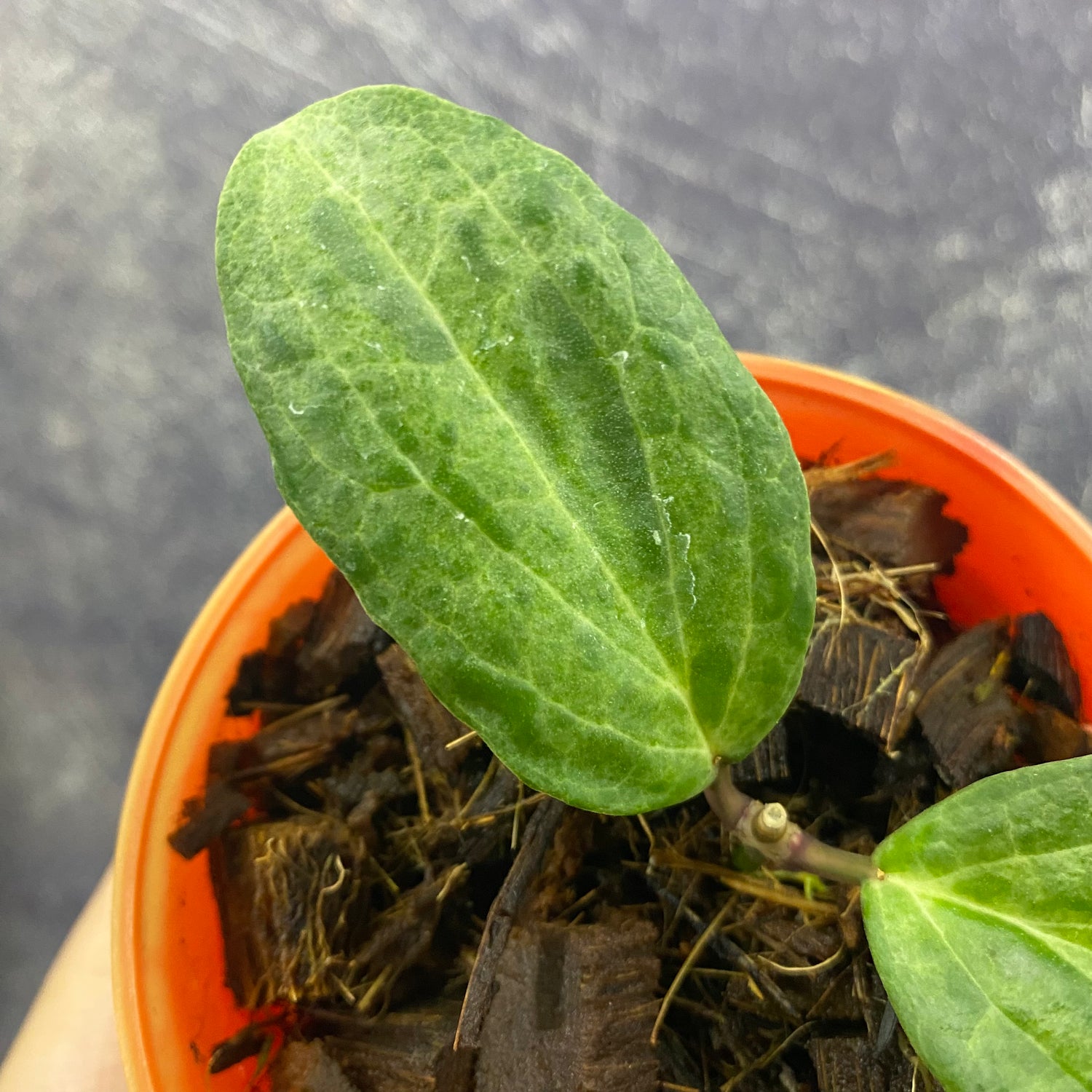 Hoya Crocodile