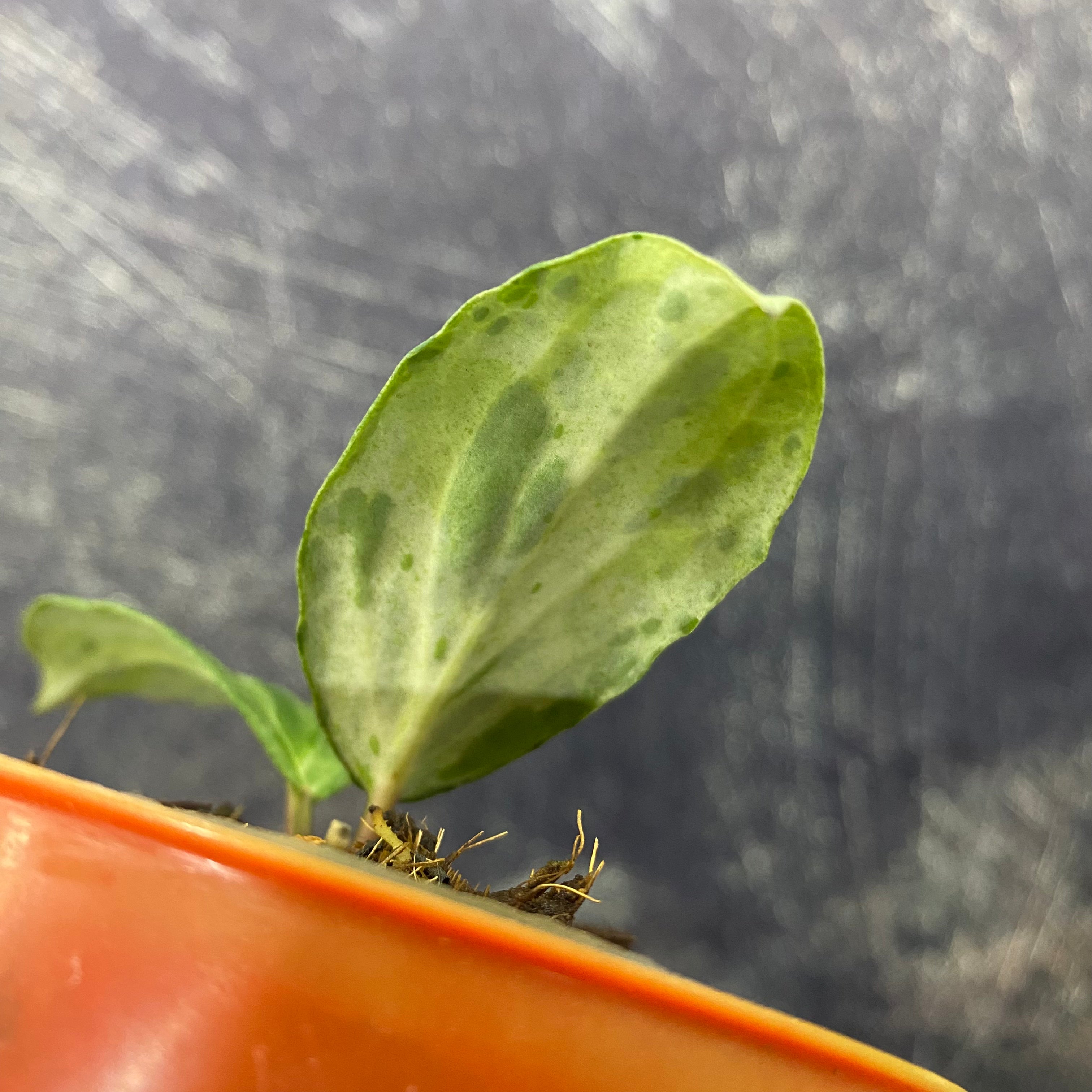 Hoya Crocodile