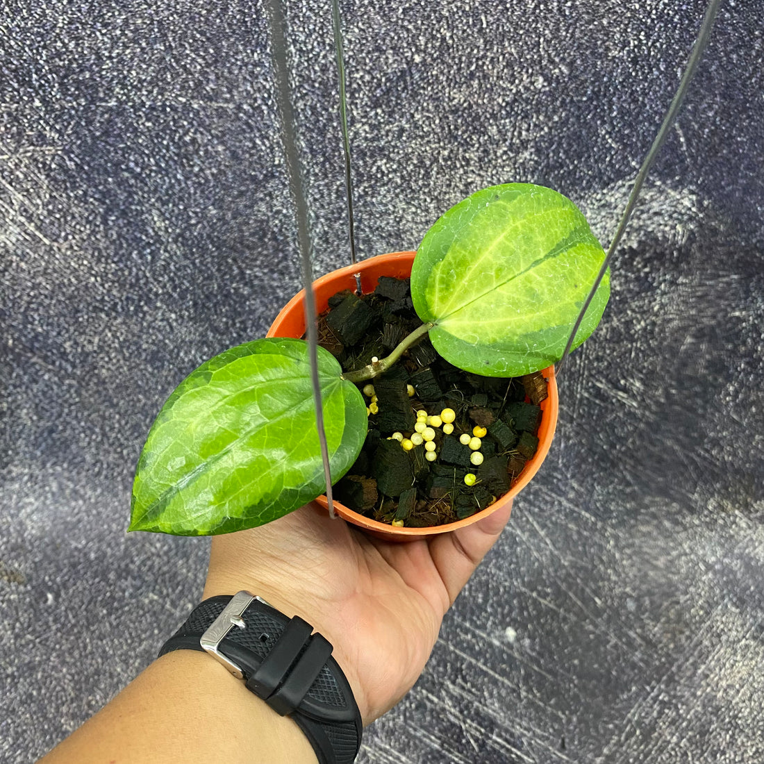 Hoya Glabra Inner Variegated