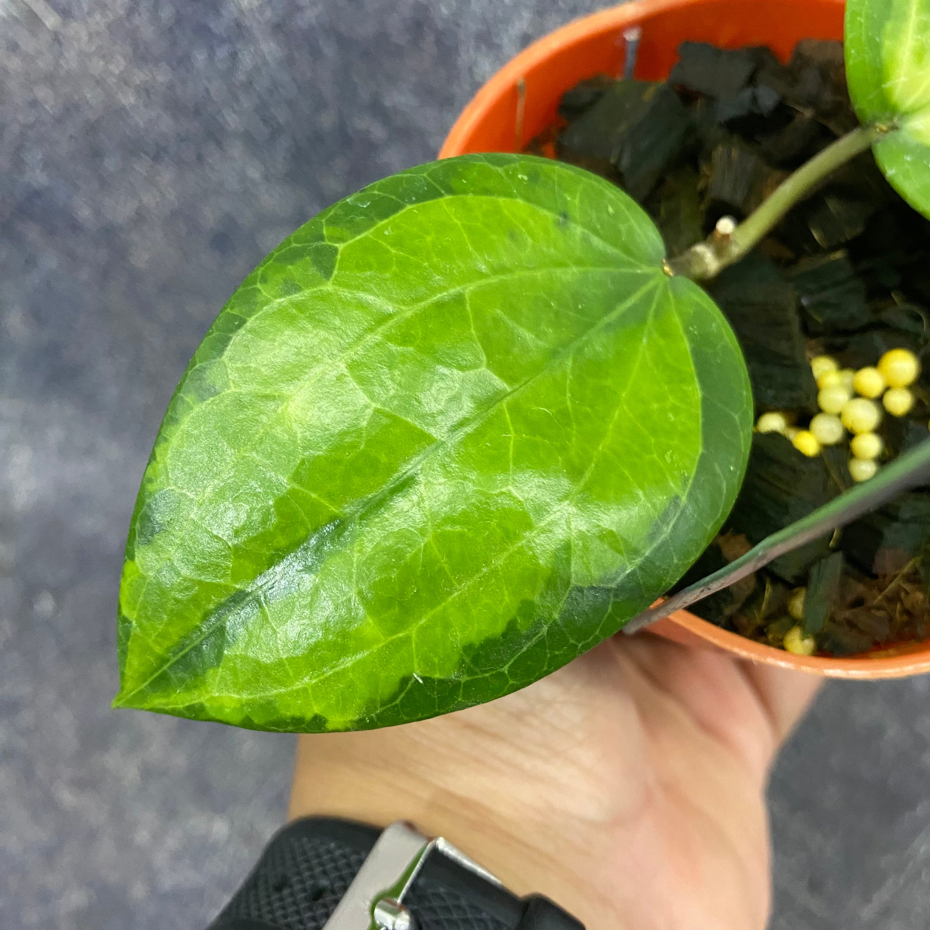 Hoya Glabra Inner Variegated