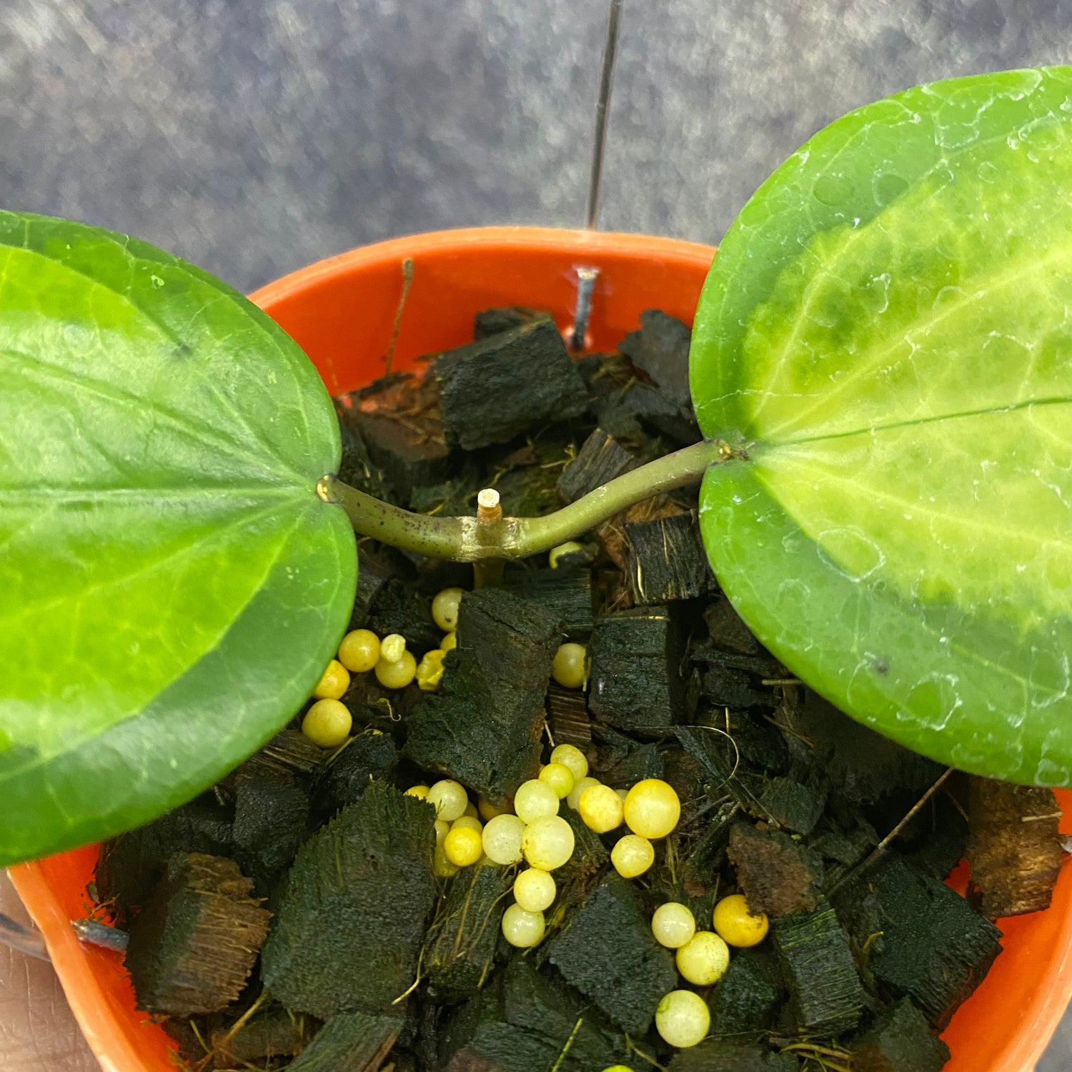 Hoya Glabra Inner Variegated
