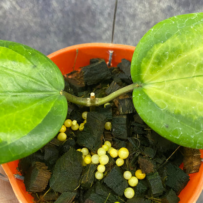 Hoya Glabra Inner Variegated