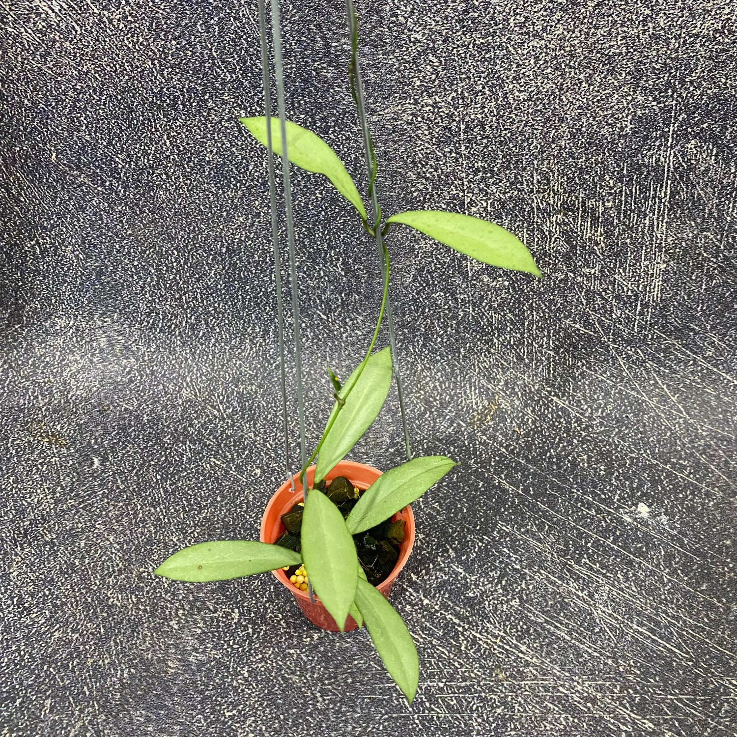 Hoya Kentiana x Lamingtoniae (Argentela Luna)