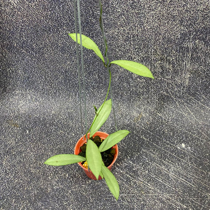 Hoya Kentiana x Lamingtoniae (Argentela Luna)