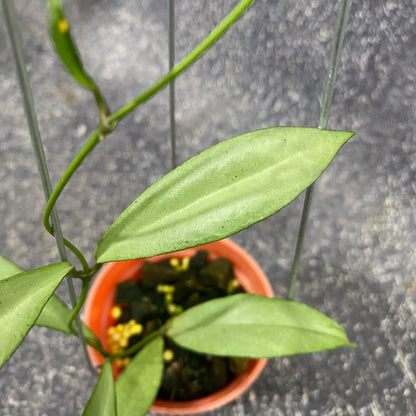 Hoya Kentiana x Lamingtoniae (Argentela Luna)