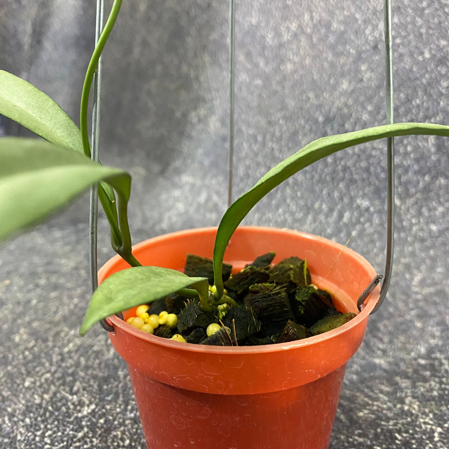 Hoya Kentiana x Lamingtoniae (Argentela Luna)