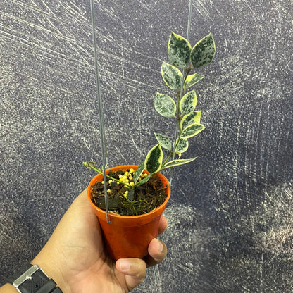 Hoya Lacunosa Lumina