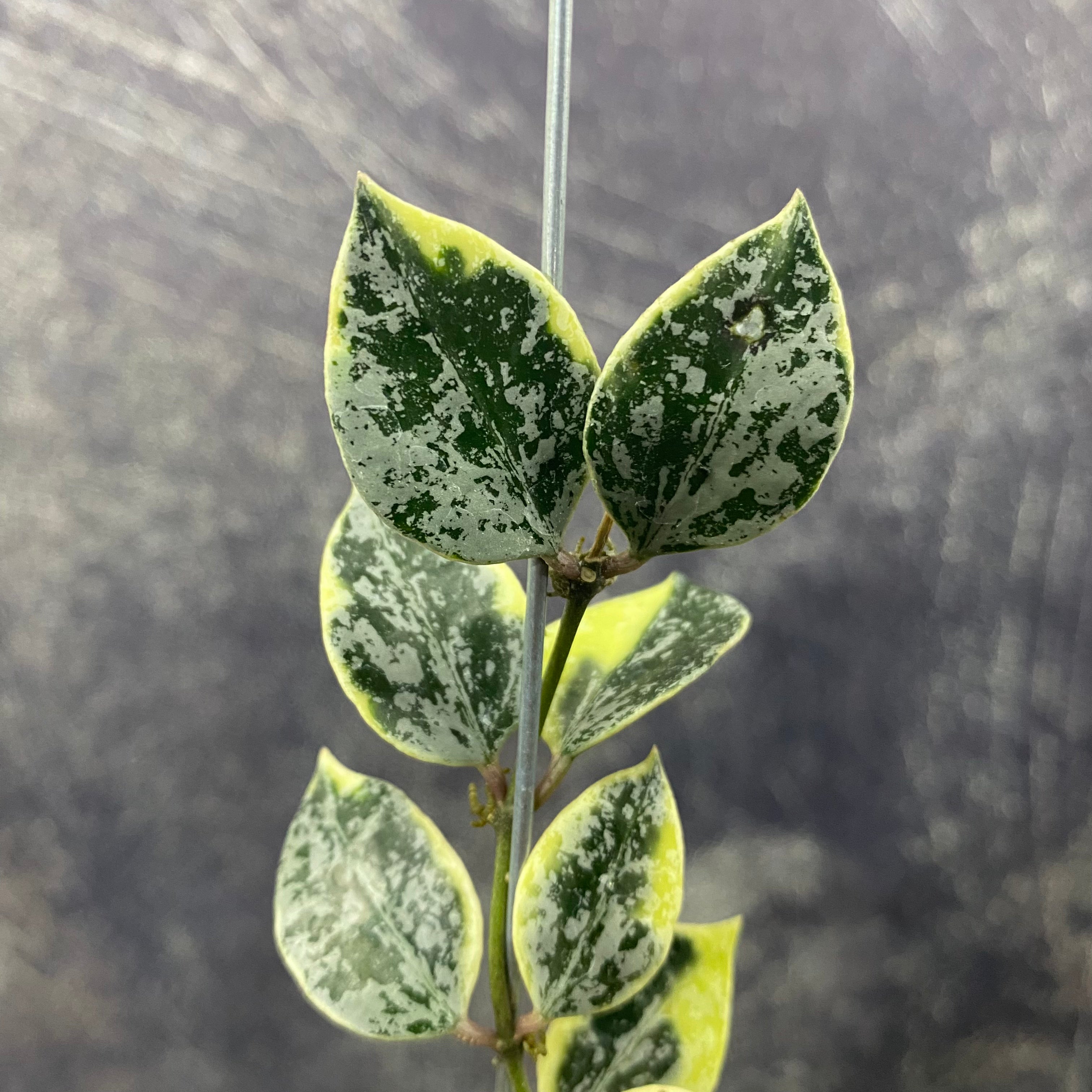 Hoya Lacunosa Lumina