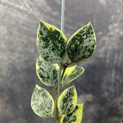 Hoya Lacunosa Lumina