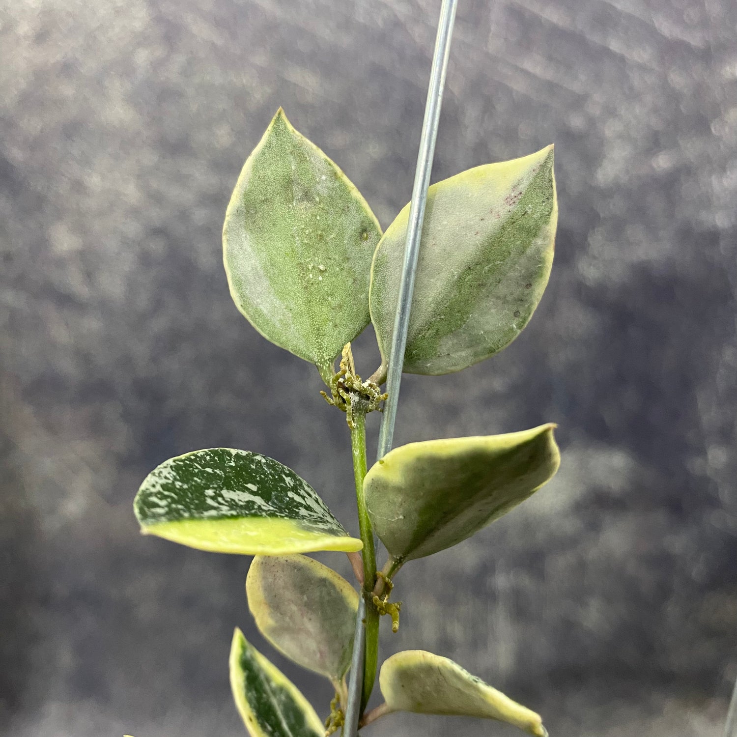 Hoya Lacunosa Lumina