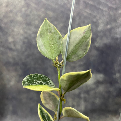 Hoya Lacunosa Lumina
