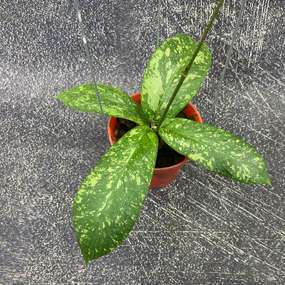 Hoya Meredhitii High Splash