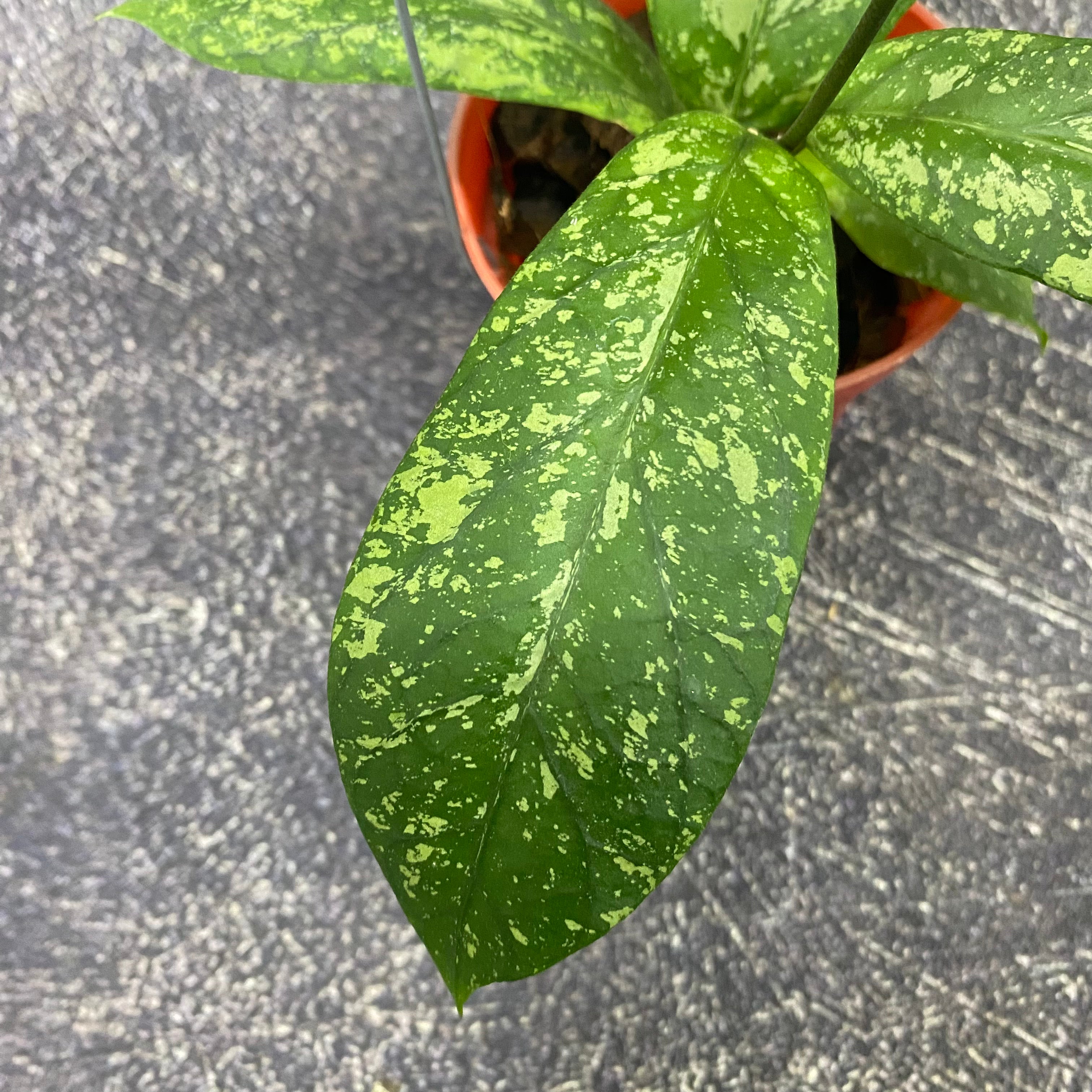 Hoya Meredhitii High Splash