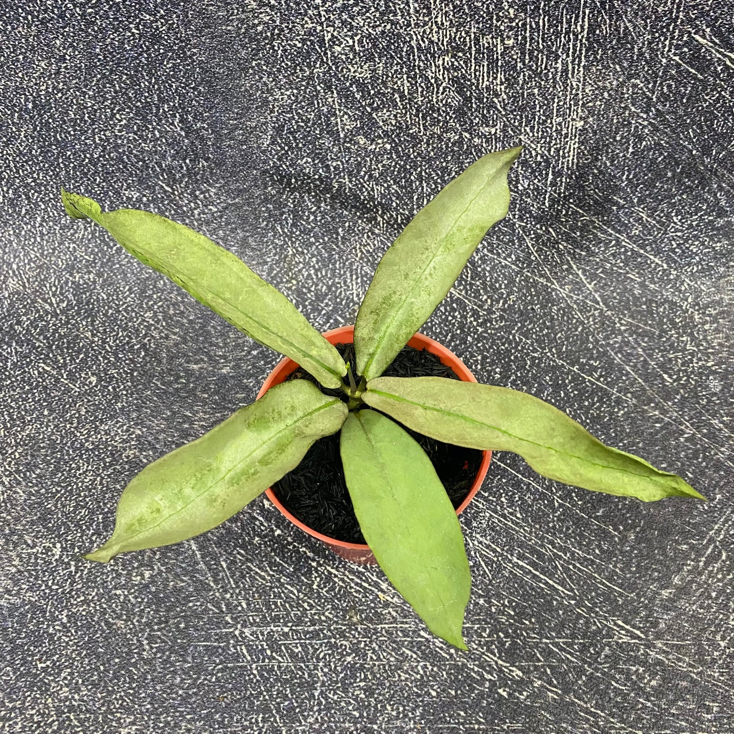 Hoya Mitrata Purple Gold