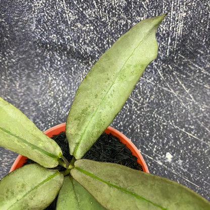 Hoya Mitrata Purple Gold