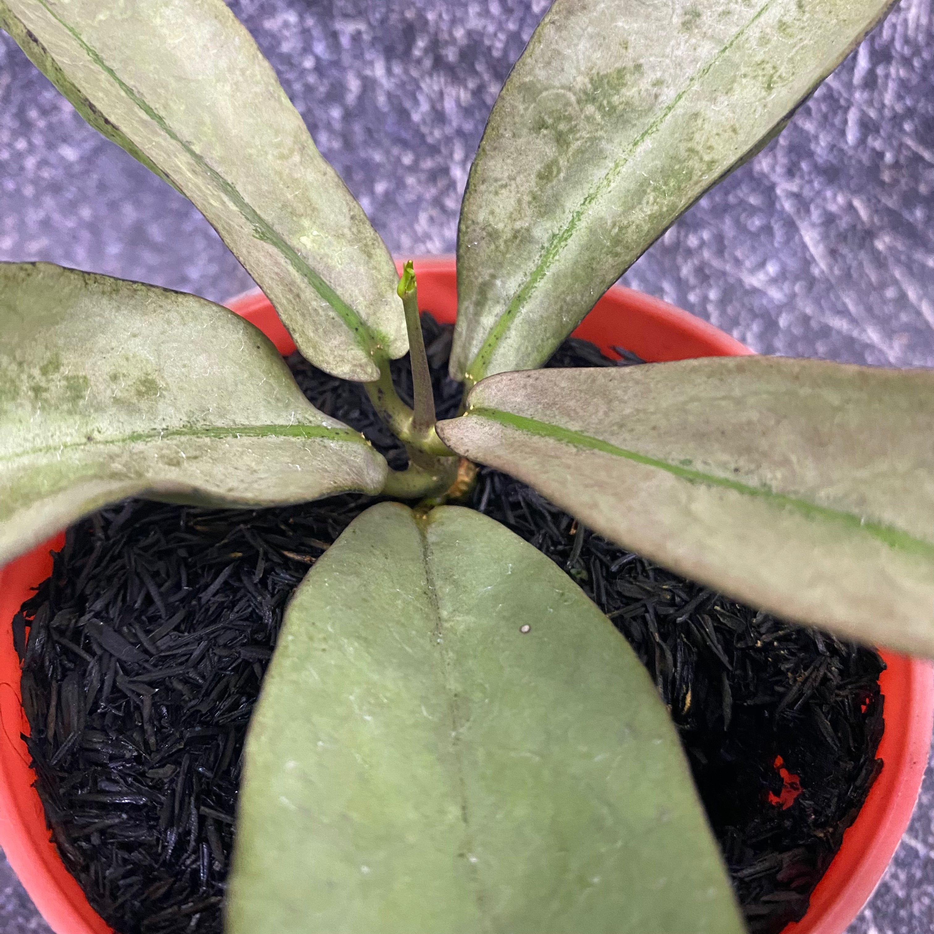 Hoya Mitrata Purple Gold