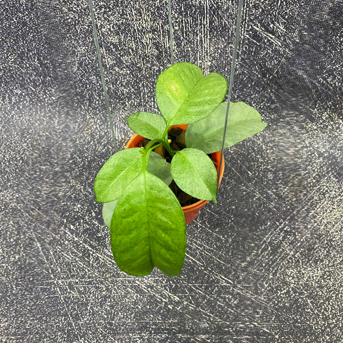 Hoya Multiflora Wonderphil