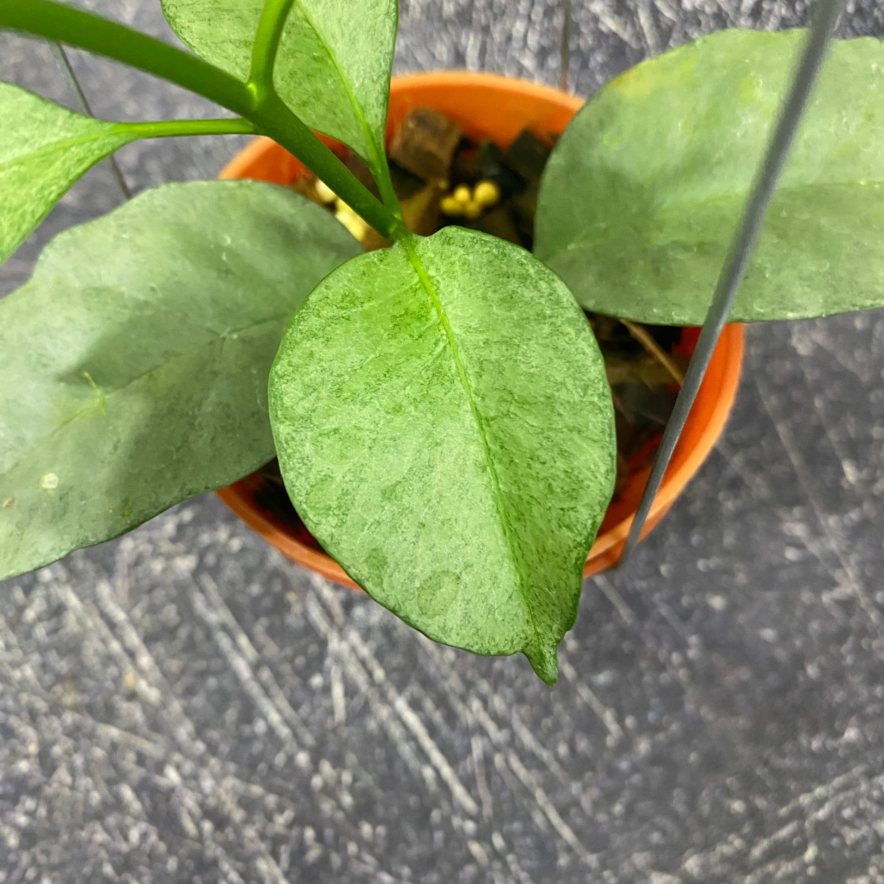 Hoya Multiflora Wonderphil