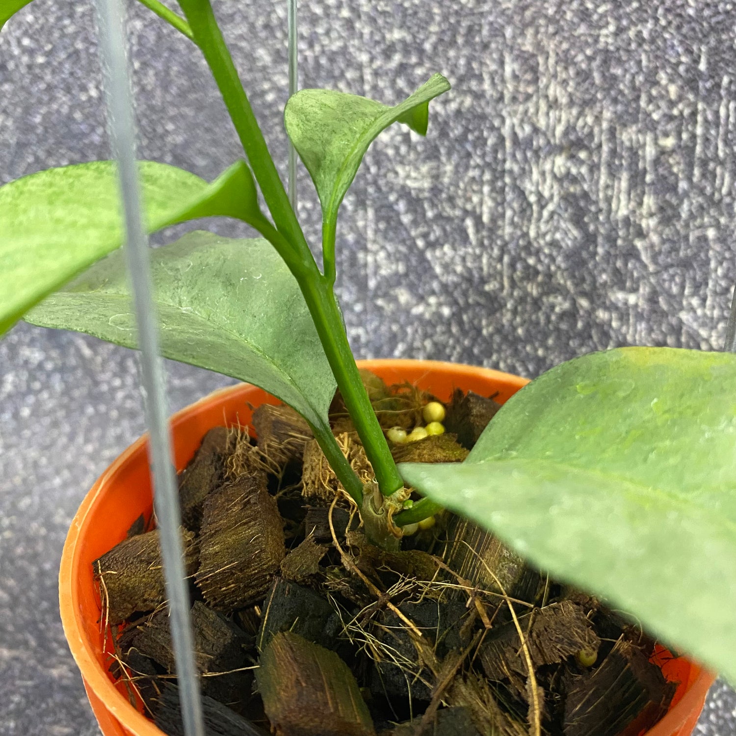 Hoya Multiflora Wonderphil