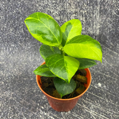 Hoya Obscura Albomarginata