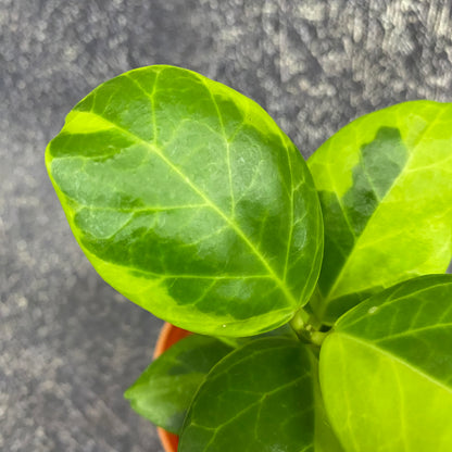 Hoya Obscura Albomarginata
