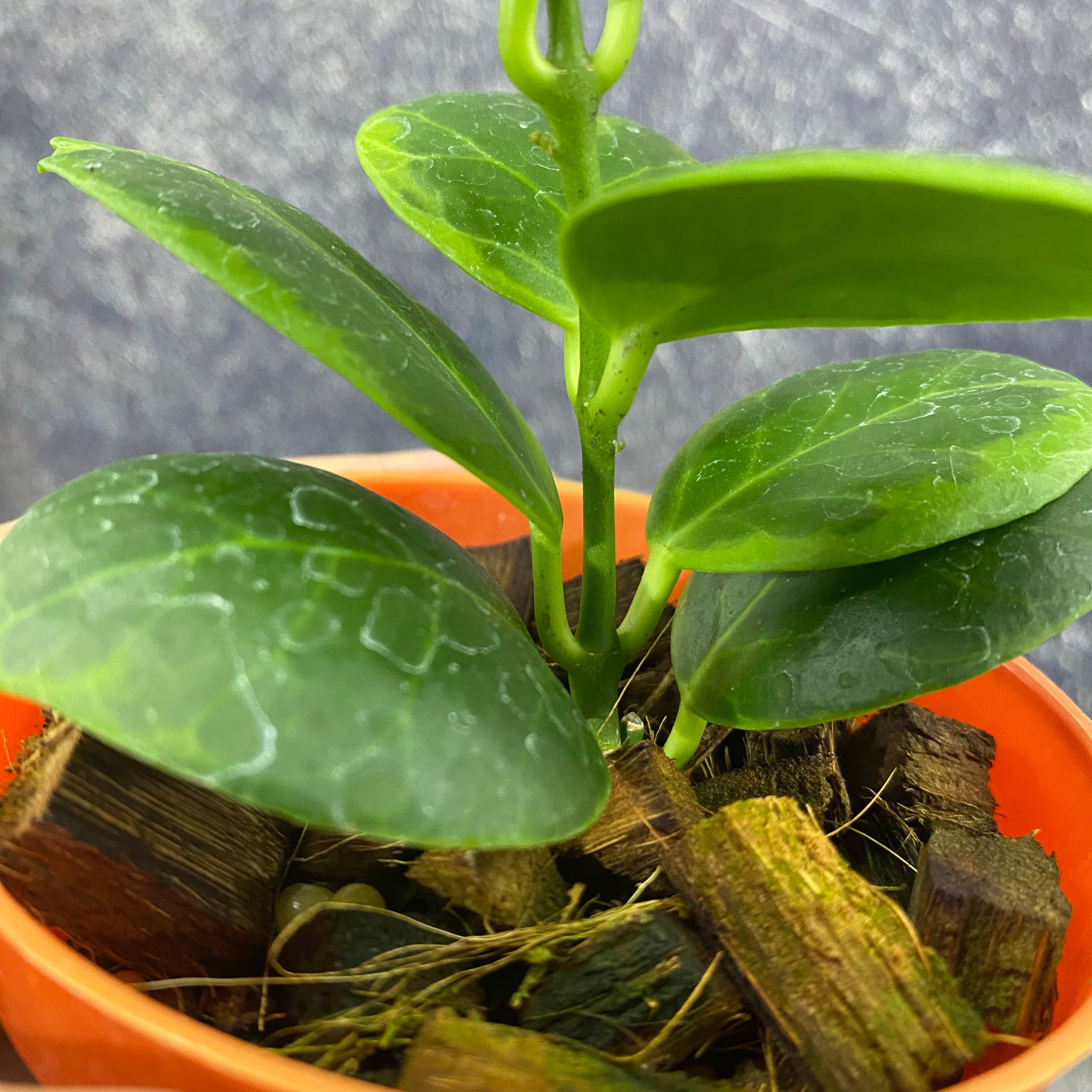 Hoya Obscura Albomarginata