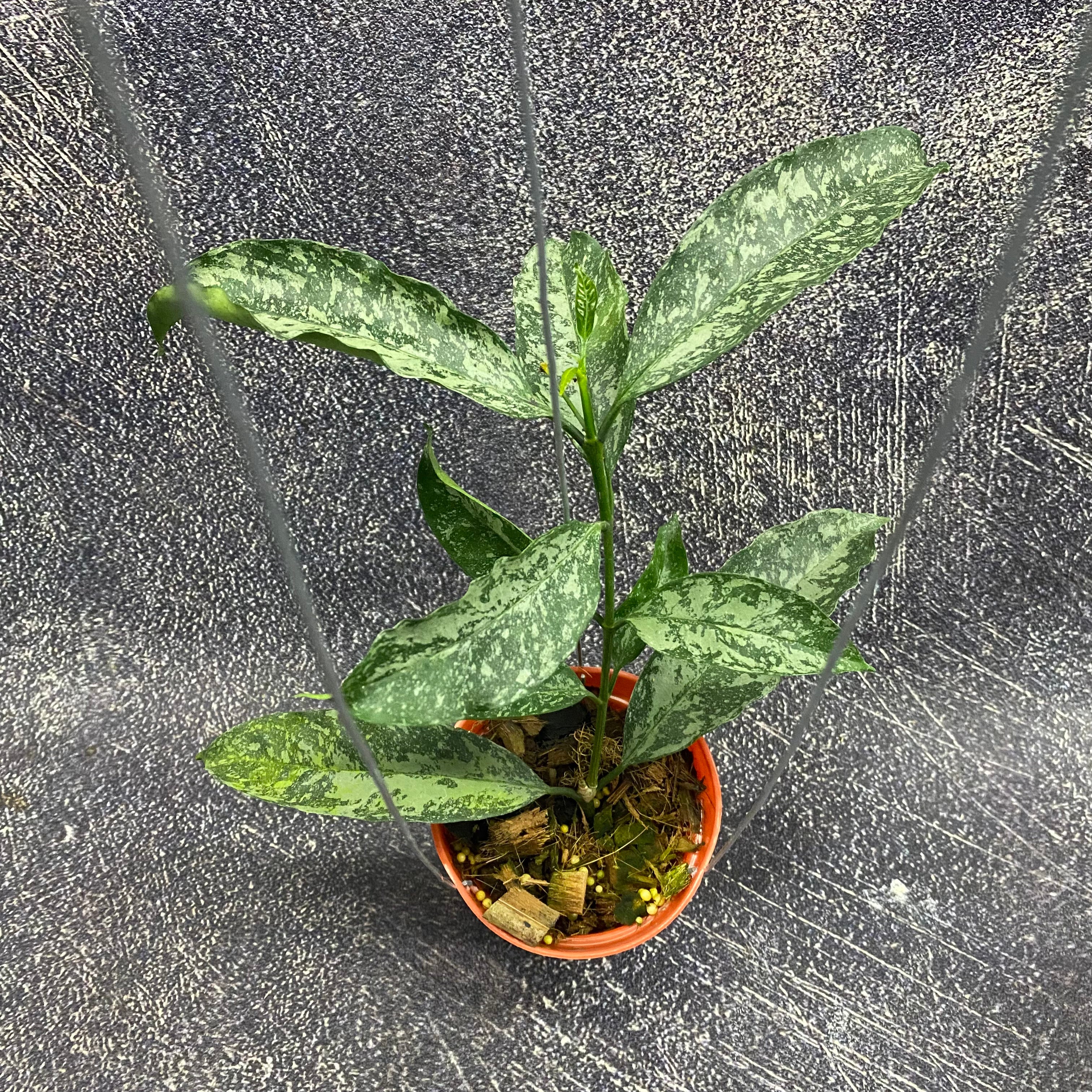 Hoya Occultata High Splash